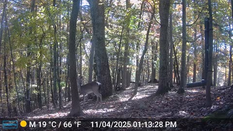 The Woods – 11/05/2025