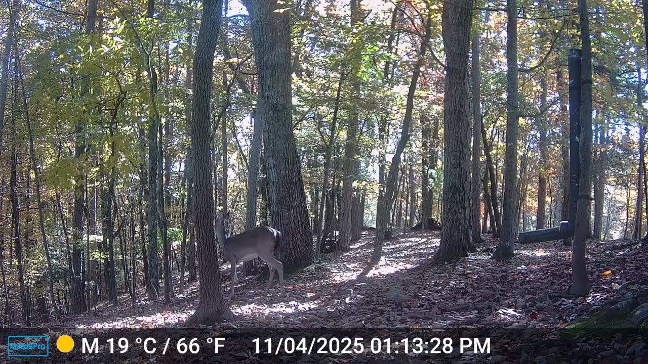 The Woods – 11/05/2025