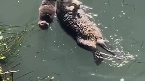Send This to Make Someone’s Day 🦦❤️ Cute Baby Otter Fact