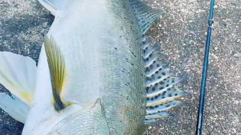 When the Gear Just Hits Different! 🎯 Casting Reel, Light Rod, and a Monster Fish!
