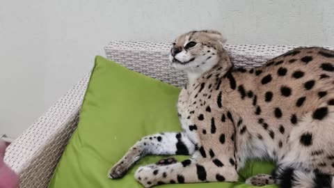 Serval warns his owner #pet adventure MeoWnMore