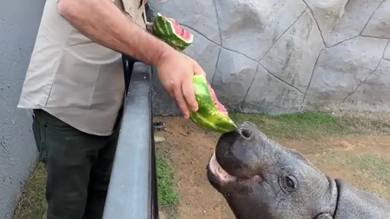 Pygmy hippos are hands down some of the cutest and coolest animals on the planet! 🦛😍