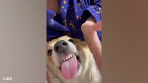 Funniest ANIMALS collection