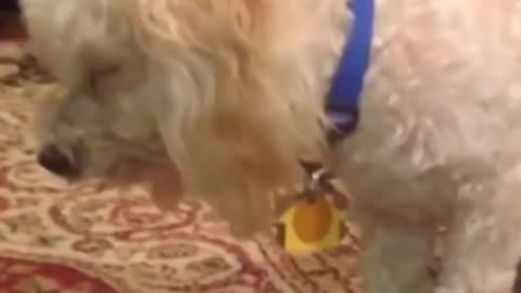 Animals Funny Video Compilation ｜ Try Not To Laugh Challenge
