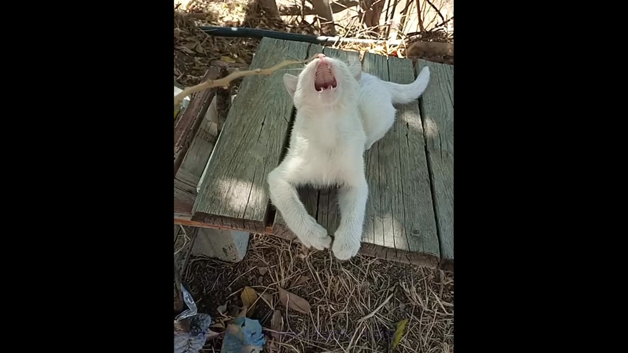 After breakfast, the kittens went to the field and were very naughty.