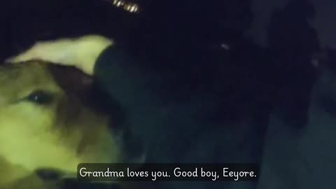 Good Dog Leads Police to Fallen Elderly Woman