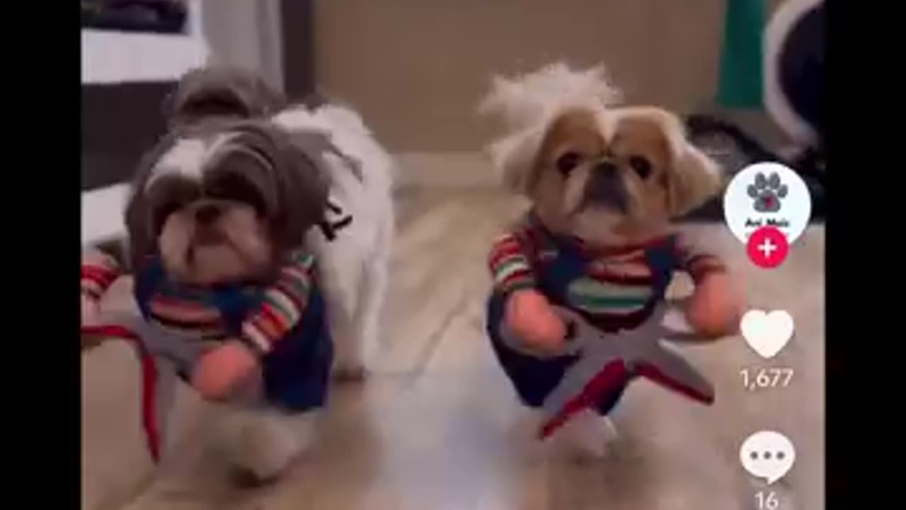Welcome to the Funniest Pet Channel on the Internet! πΎπ