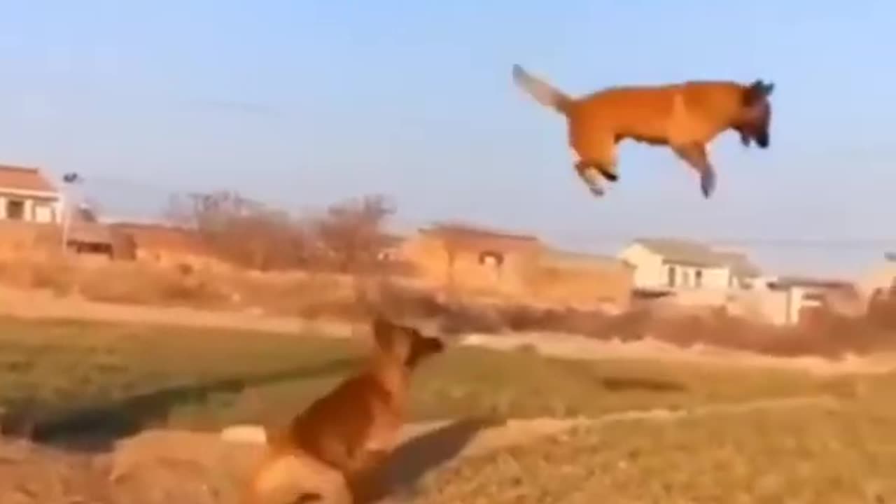Funny Video makes me CRY