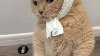 😂🐶 This Dog's Determination Will Make Your Day! | FunFM