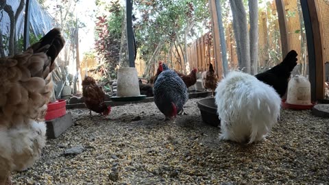 Backyard Chickens Fun Relaxing Chicken Coop Video Sounds Noises!