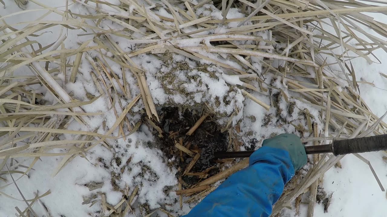 March 10, 2025 - Beaver & Muskrat Trapping
