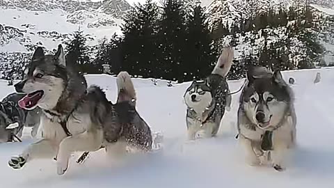 Snow Husky 🐶