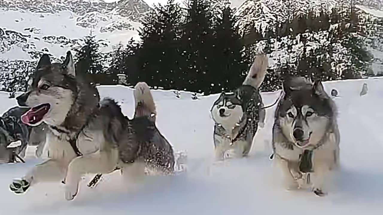 Snow Husky 🐶