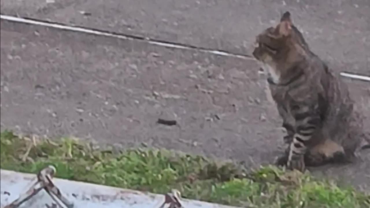 Cat staring