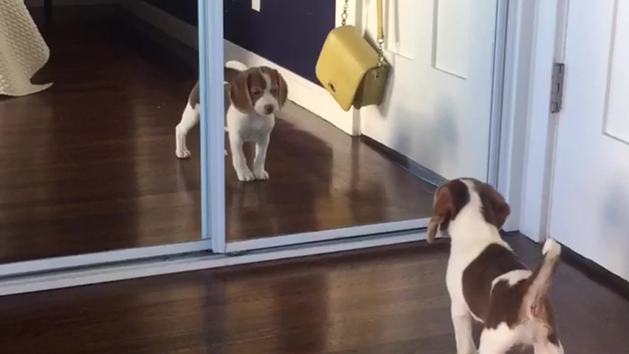 Puppy Discovers Her Reflection