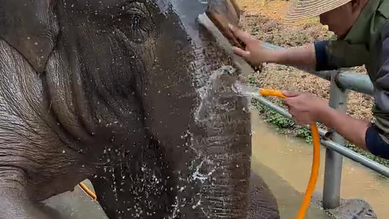 Elephant Bathing