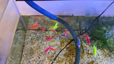 Bringing Calm Home | My Peaceful Aquarium Setup with Colorful Fish