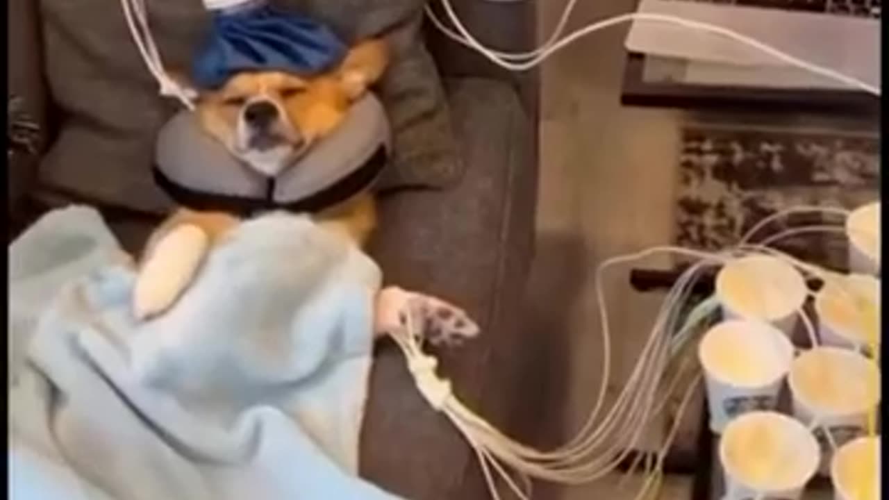 linggang guli guli #brainrot #funny