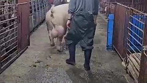 carefully bro😱🇰🇷#viral#pig#shortvideo #shorts#short#shortsfeed#subscribe#pigsisbeautiful#vi (1)