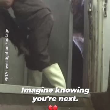 Imagine knowing you're next. Ostrich Culling