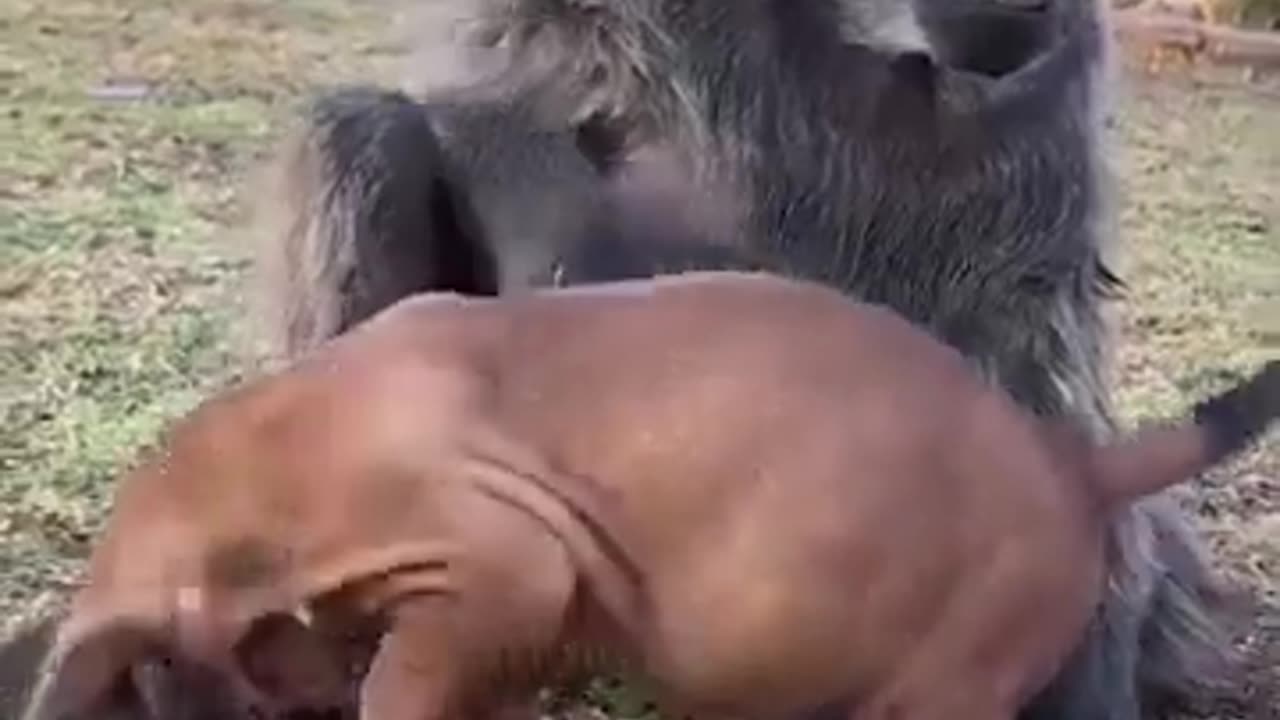 😂🐾 Cindy's Hugs Will Melt Your Heart! Wait for It... | FunFM