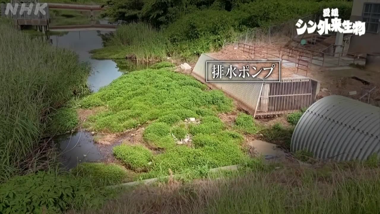 【NHK地域局発】ひめDON！ 愛媛 シン外来生物