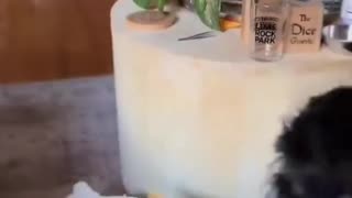 Funny animals Funny animal videos Cute animals