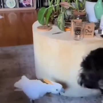 Funny animals Funny animal videos Cute animals