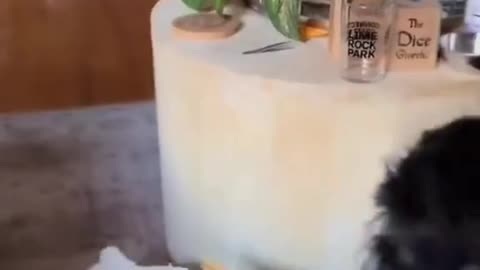 Funny animals Funny animal videos Cute animals