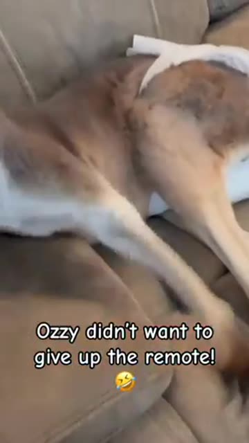 A Pet Joey ⧸ Kangaroo Named Ozzy