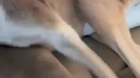 A Pet Joey ⧸ Kangaroo Named Ozzy