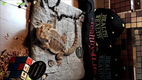 ⭕ Live Stream Day 5 2025 🔴 With 🐉 Mascots 🍎 🐲 Kobe & Health A Day In The Life Of Bearded Dragons🐲Day5🐉⭕Live🦎Stream🔴