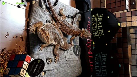 ⭕ Live Stream Day 5 2025 🔴 With 🐉 Mascots 🍎 🐲 Kobe & Health A Day In The Life Of Bearded Dragons🐲Day5🐉⭕Live🦎Stream🔴