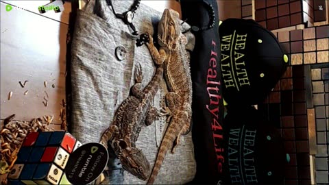 ⭕ Live Stream Day 5 2025 🔴 With 🐉 Mascots 🍎 🐲 Kobe & Health A Day In The Life Of Bearded Dragons🐲Day5🐉⭕Live🦎Stream🔴