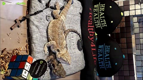 ⭕ Live Stream Day 5 2025 🔴 With 🐉 Mascots 🍎 🐲 Kobe & Health A Day In The Life Of Bearded Dragons🐲Day5🐉⭕Live🦎Stream🔴