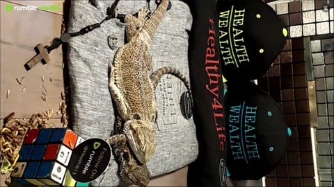 ⭕ Live Stream Day 5 2025 🔴 With 🐉 Mascots 🍎 🐲 Kobe & Health A Day In The Life Of Bearded Dragons🐲Day5🐉⭕Live🦎Stream🔴