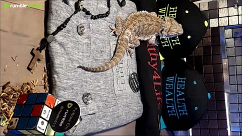 ⭕ Live Stream Day 5 2025 🔴 With 🐉 Mascots 🍎 🐲 Kobe & Health A Day In The Life Of Bearded Dragons🐲Day5🐉⭕Live🦎Stream🔴