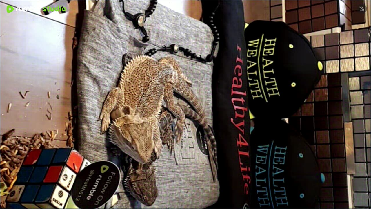 ⭕ Live Stream Day 5 2025 🔴 With 🐉 Mascots 🍎 🐲 Kobe & Health A Day In The Life Of Bearded Dragons🐲Day5🐉⭕Live🦎Stream🔴