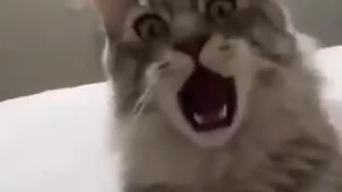 Ha ha ah join me #funnycat