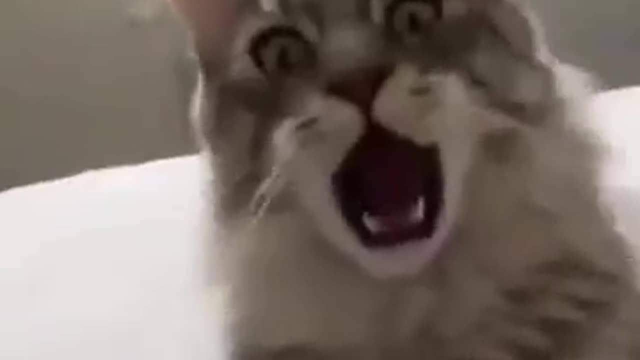 Ha ha ah join me #funnycat