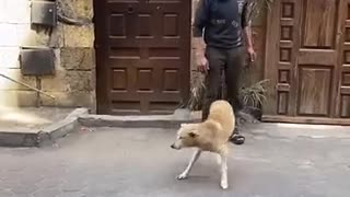 😂🐕 This Dog's Egyptian Life is TOO Relatable! | FunFM