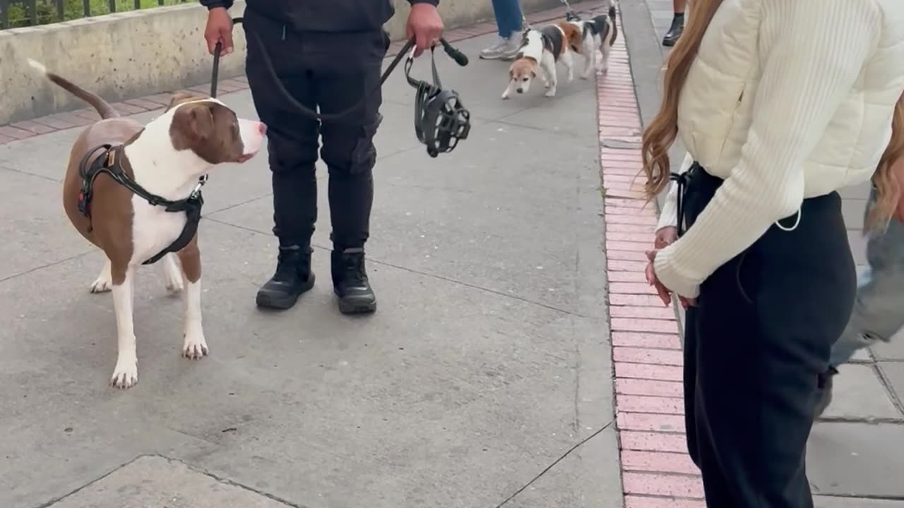 Funny Pup Reunites With His Owner After Two Years