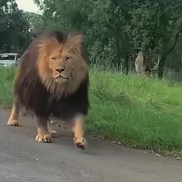Lion Encounters That Will Leave You SPEECHLESS