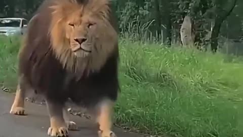 Lion Encounters That Will Leave You SPEECHLESS