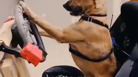 Porter the world’s first driving dog learned how to drive in just 47 days