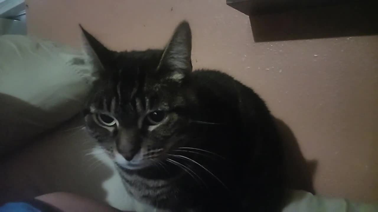 Sister-Cat Can't Always Avoid IT (Jan 20, 2024)