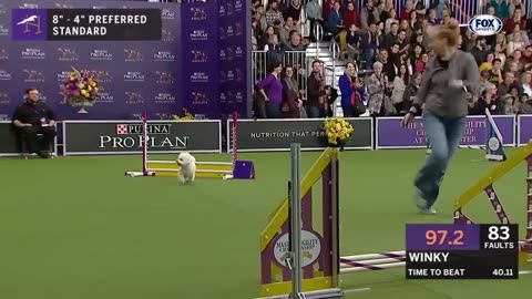 5 of the best WKC Dog Show moments