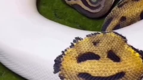 🤯✨ This Snake Was Born With a Smiling Face! | FeedMyCuriosity