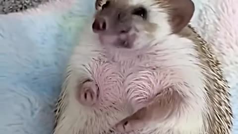 Poor baby hedgehog