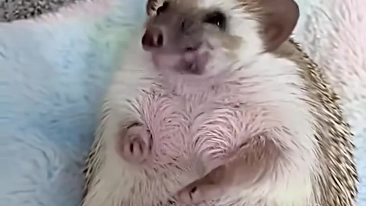 Poor baby hedgehog